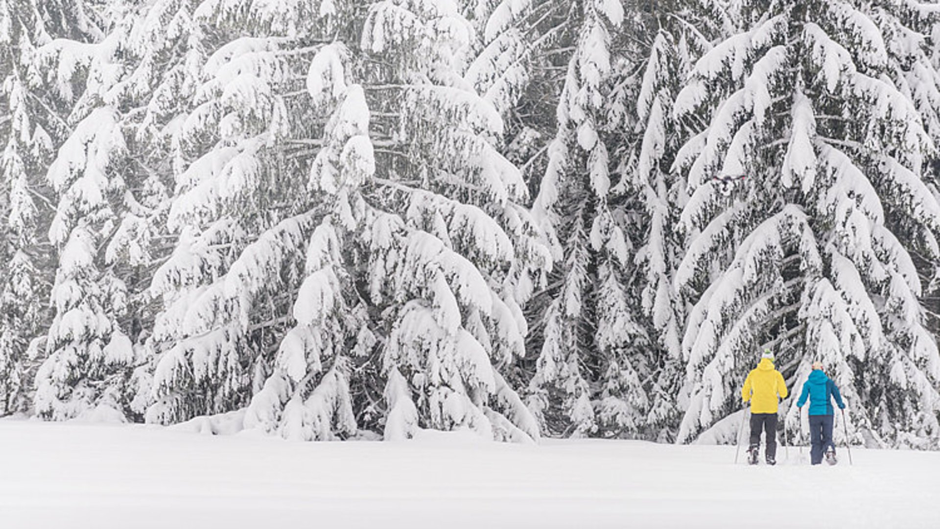 Foto: Oberösterreich Tourismus/davidlugmayr..at: Schneeschuhwandern im tief verschneiten Mühlviertel Das Bild zeigt tief verschneite Bäume. Am rechten Bildrand sieht man ein Paar beim Schneeschuhwandern.