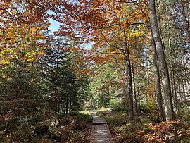 Bayrische Au im Herbst © TVB Mühlviertel | Spitzl