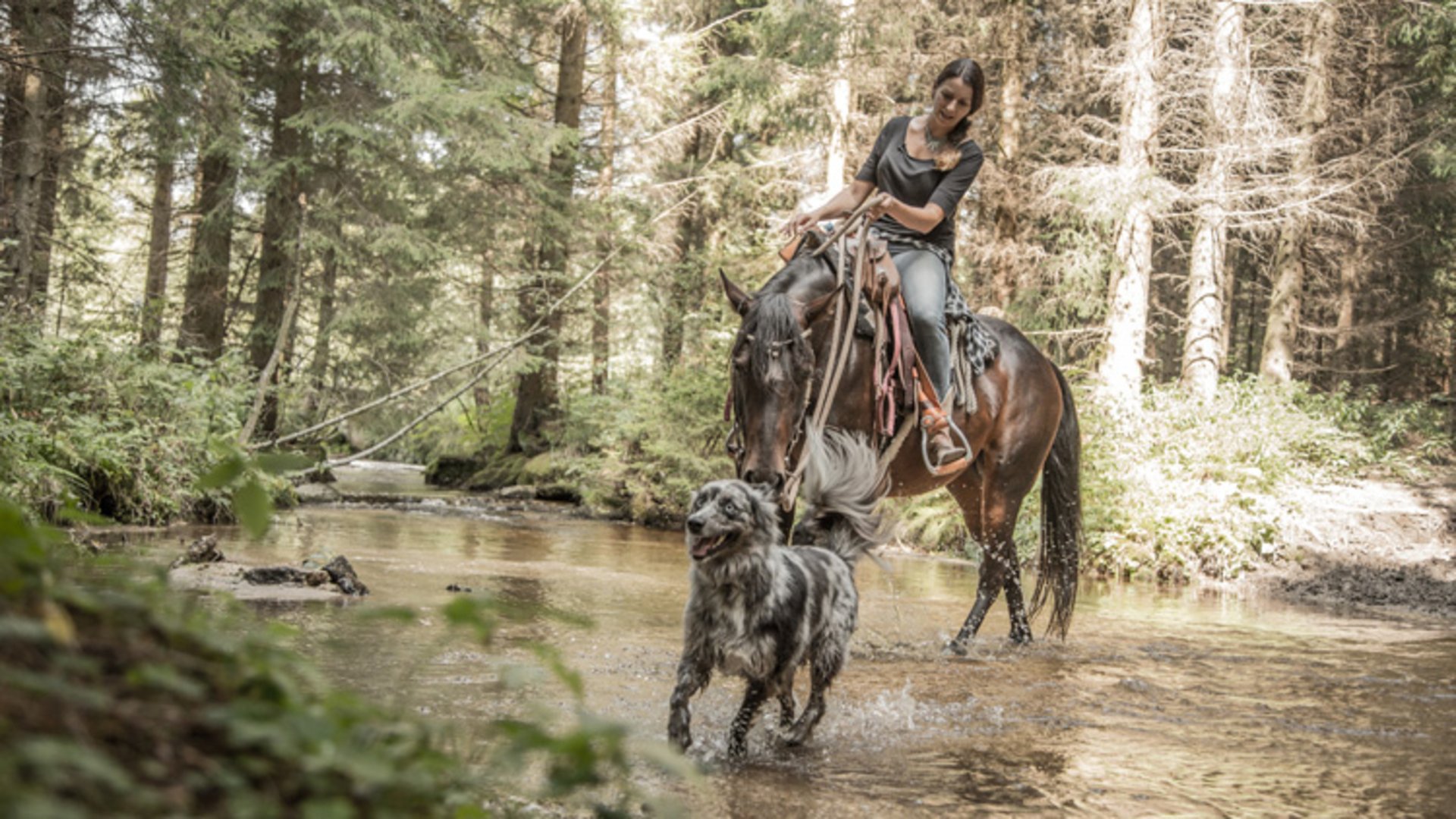 Foto: Österreich Werbung/Schwebach: Unterwegs im Pferdereich Mühlviertler Alm Das Bild zeigt eine Reiterin, die auf ihrem Pferd durch ein Bächlein im Wald reitet. Begleitet wird sie von ihrem Hund.
