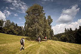WIlheringer Pilgerweg ©TVB Mühlviertel Martin Sighart