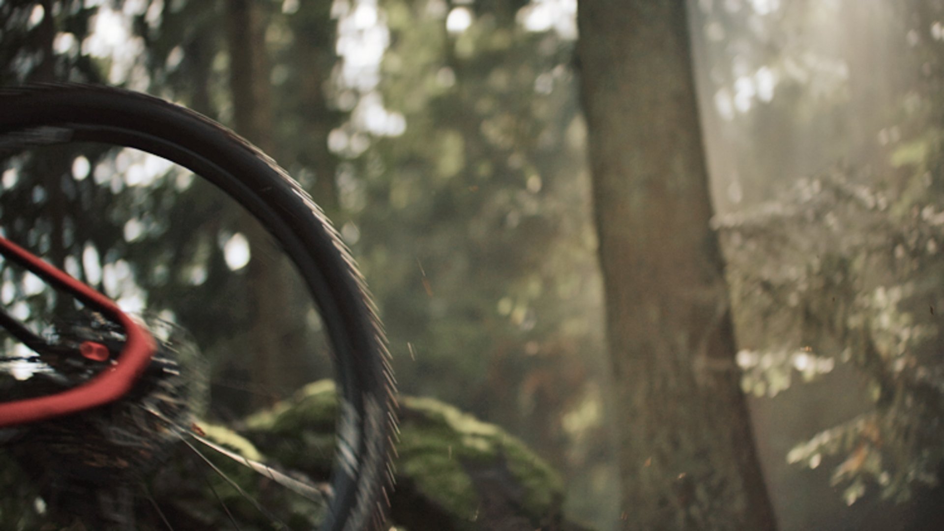 Foto: Oberösterreich Tourismus: Mountainbiken über granitene Trails im Mühlviertel Das Bild zeigt einen Mountainbike-Reifen im Wald.